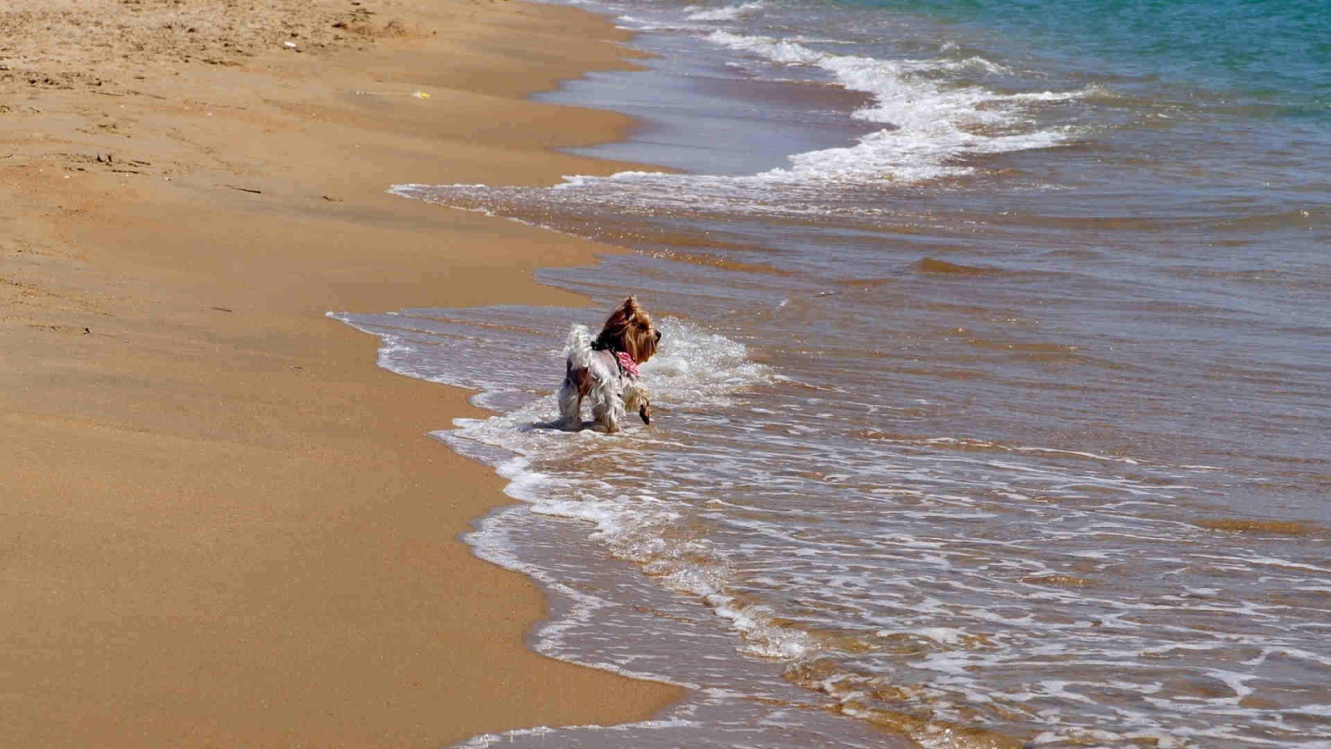 Sand Surf Beach Dog Wallpaper