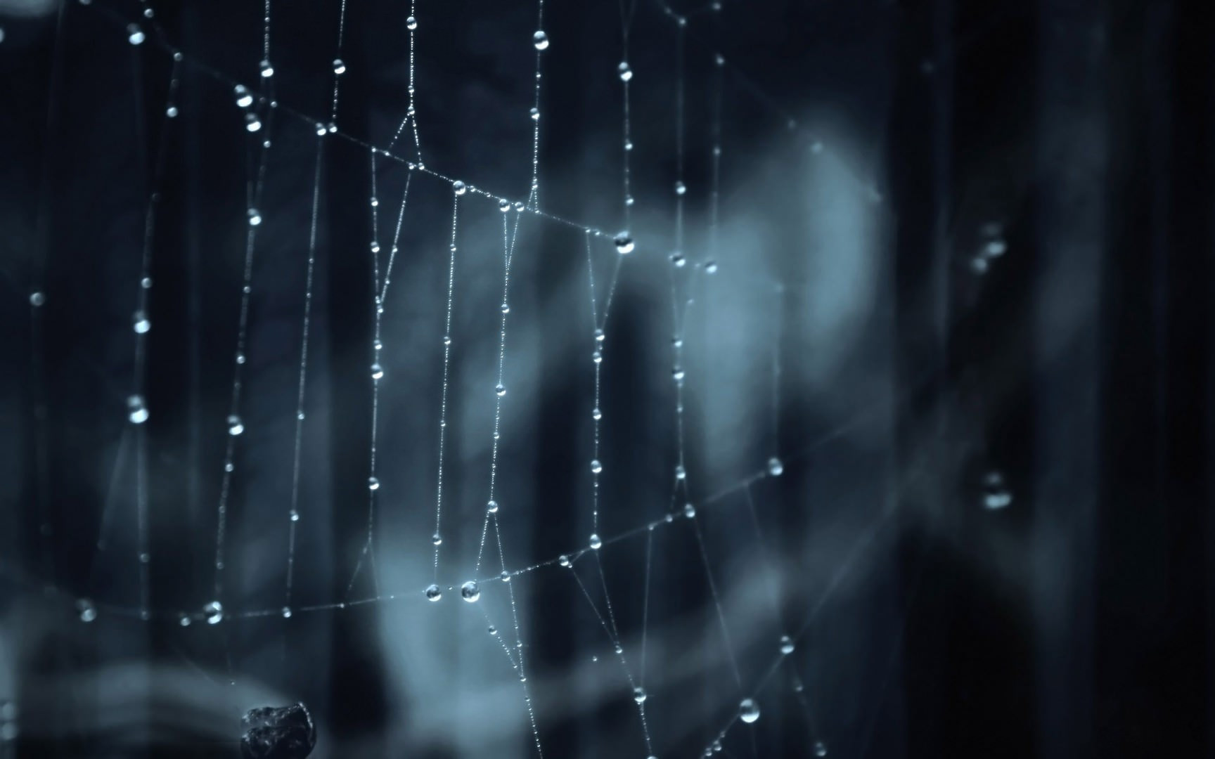 Spider Web Wallpaper Desktop