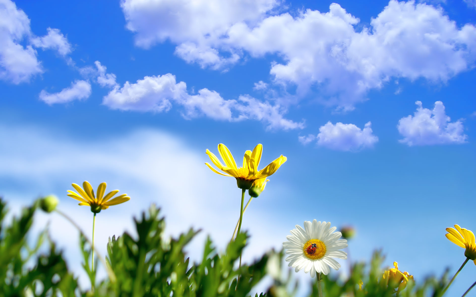 Spring Flowers Wallpaper For Download