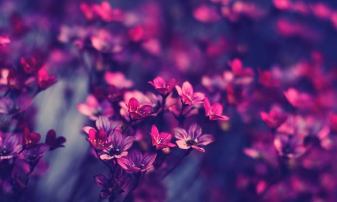 Spring Purple Beauty Photography