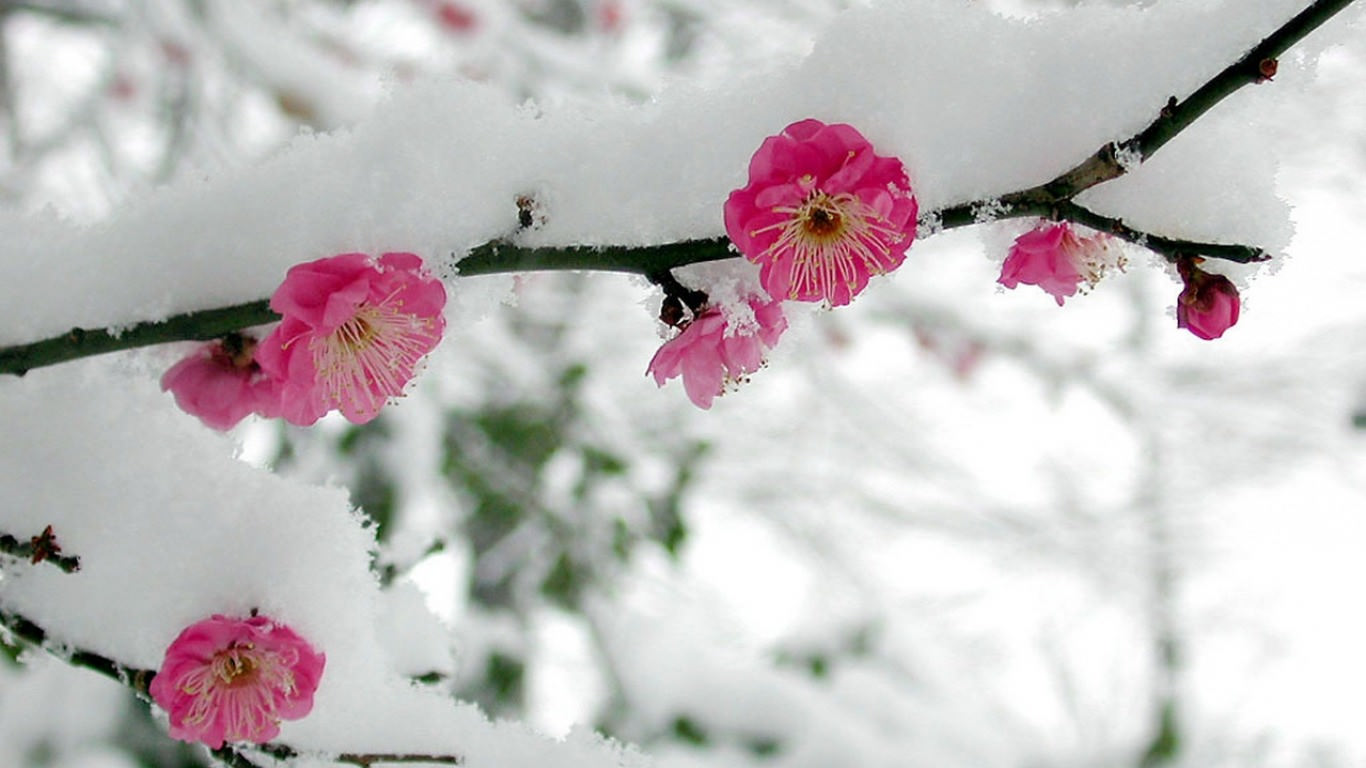 Spring Snow Flowers Wallpaper