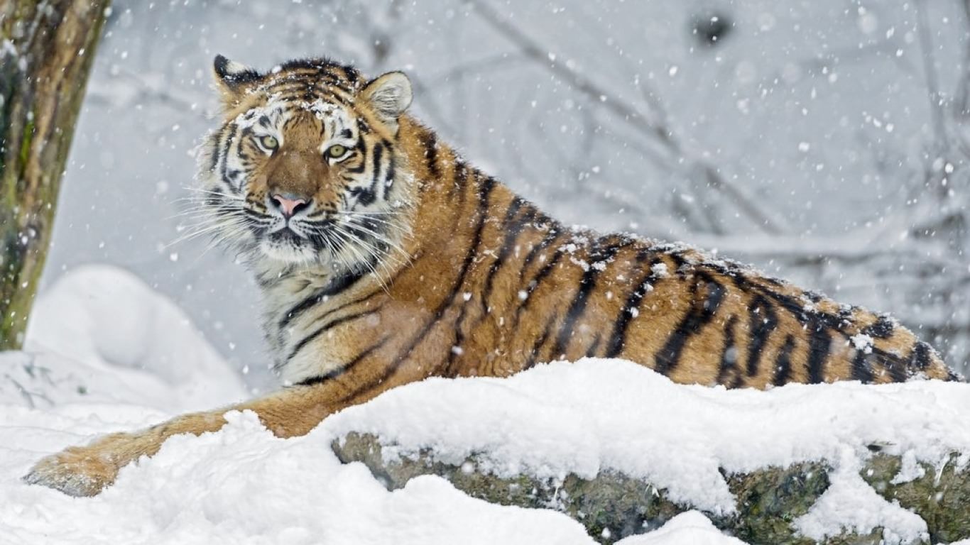 Tiger In Snowflake Wallpaper