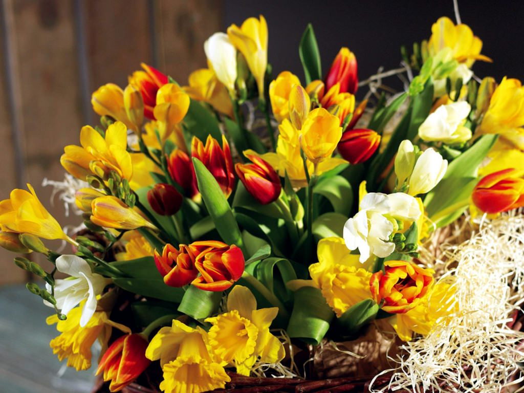 Tulips & Daffodils Flower Wallpaper