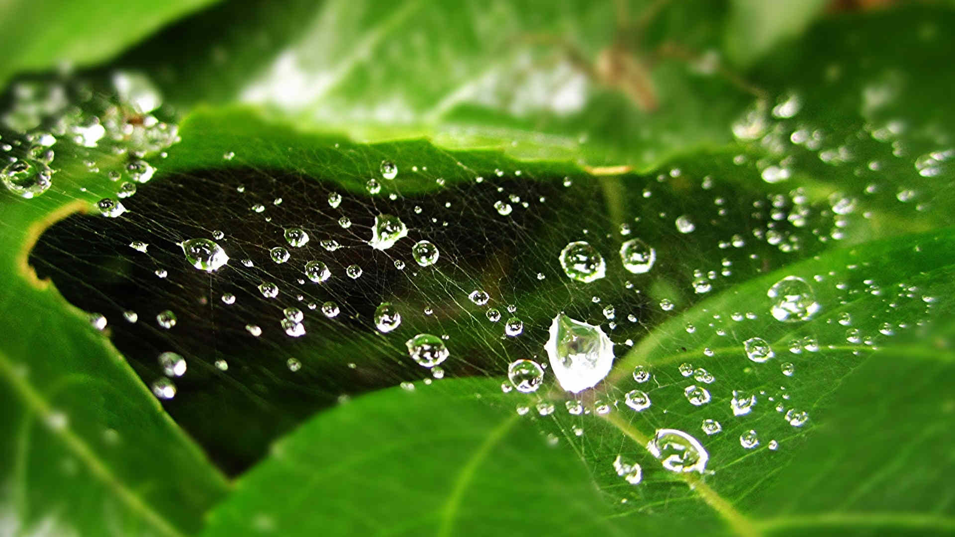 Water Drops On Web Background