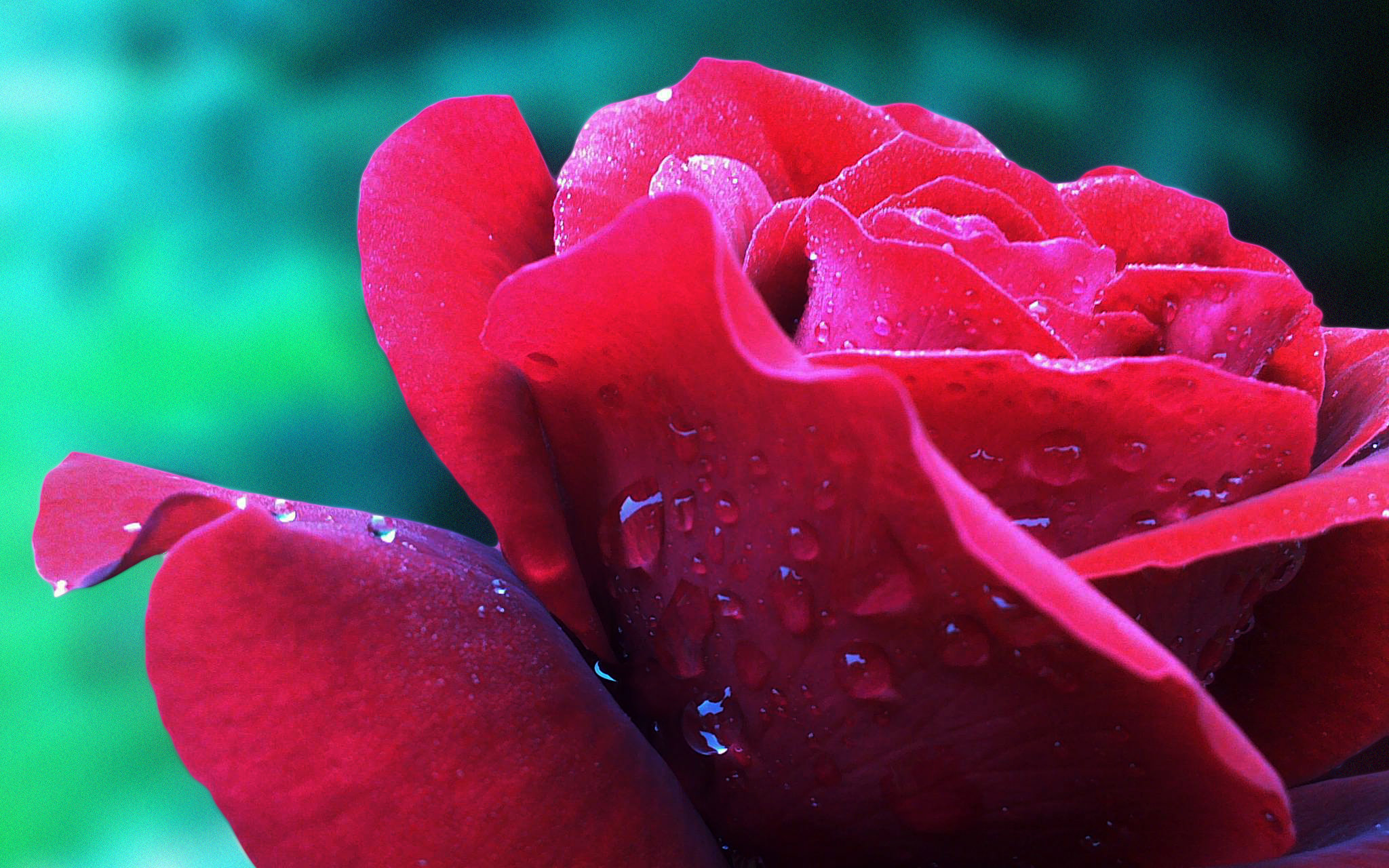 Water Drops on Rose Flower Wallpaper