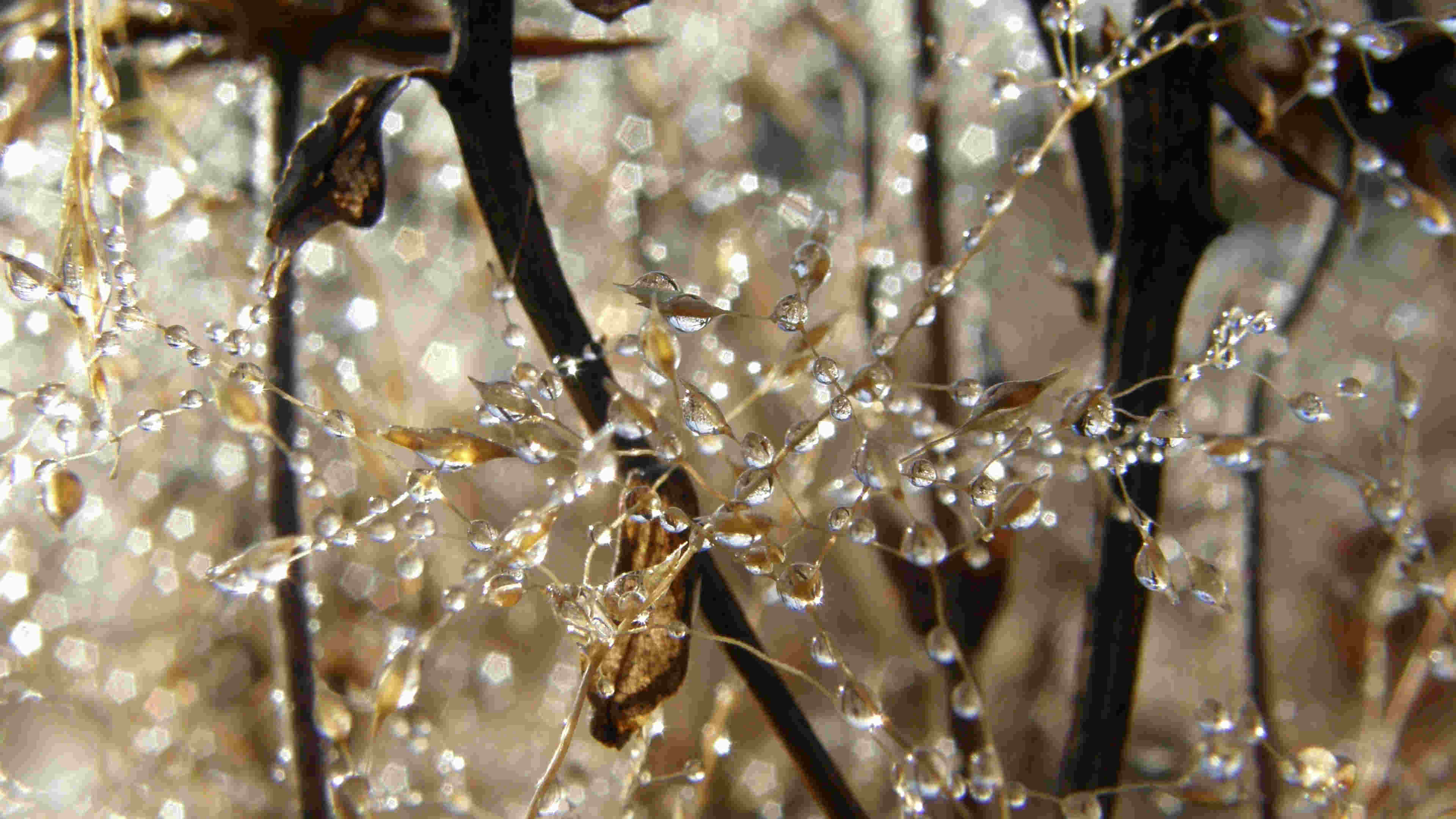 Web Grass Branches Background