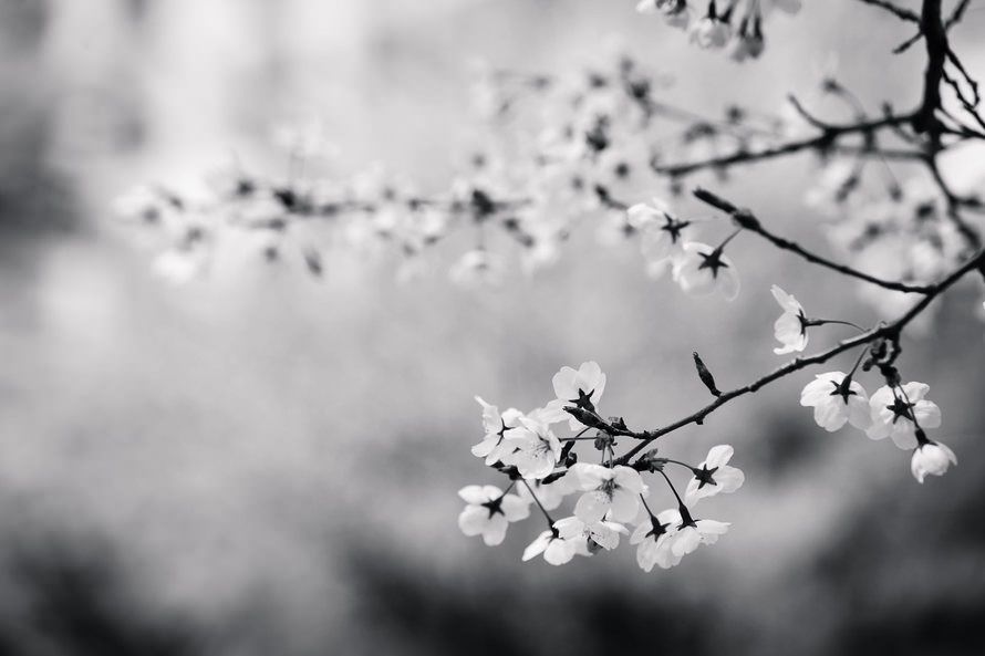 White Cherry Flowers Wallpaper