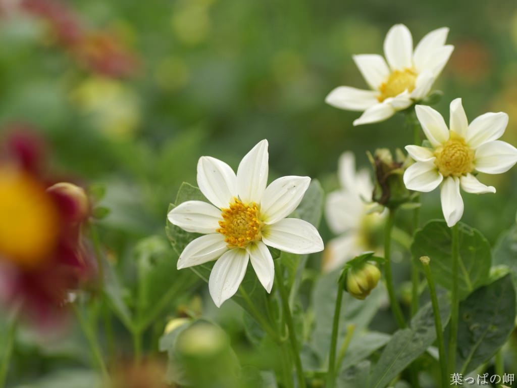 White Flowers Wallpaper