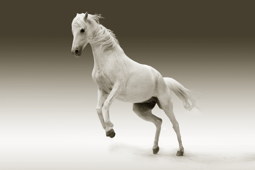 White Horse Wallpaper