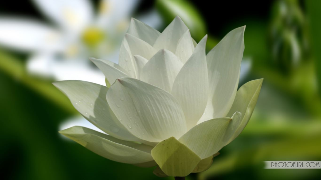 White Lotus Flower Wallpaper