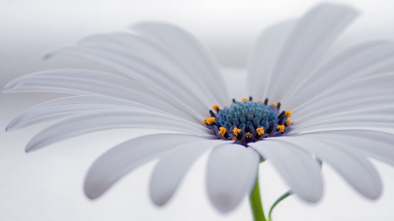  White Osteospermum Flower Wallpaper