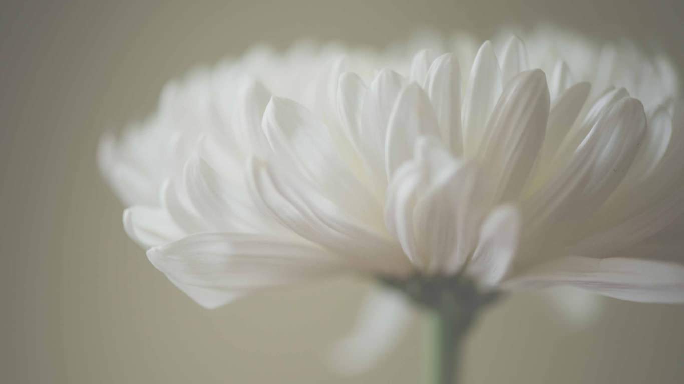 White Petals Mac Wallpaper