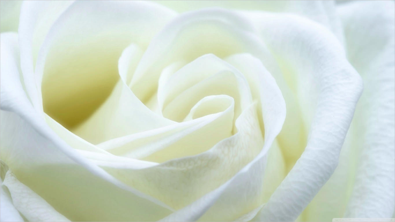 White Rose Wallpaper