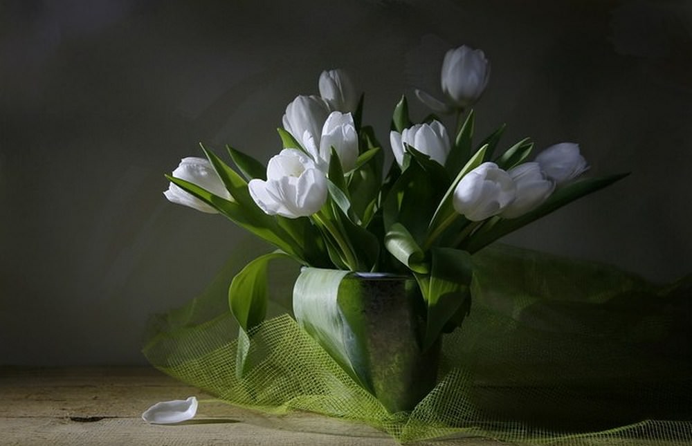 White Tulips Wallpaper