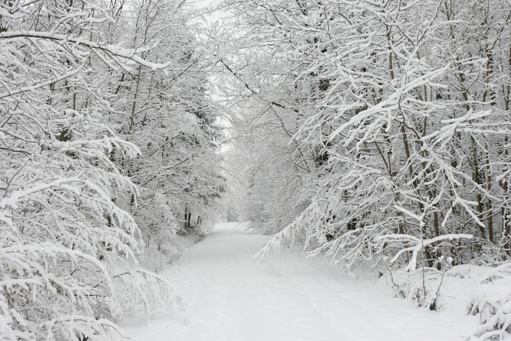 White forest Snow Wallpaper