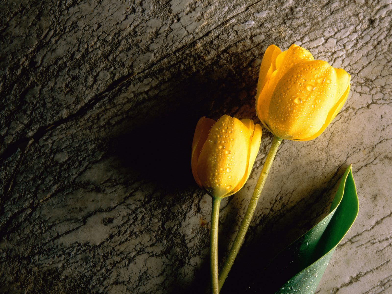 Yellow Tulip Flower Wallpaper