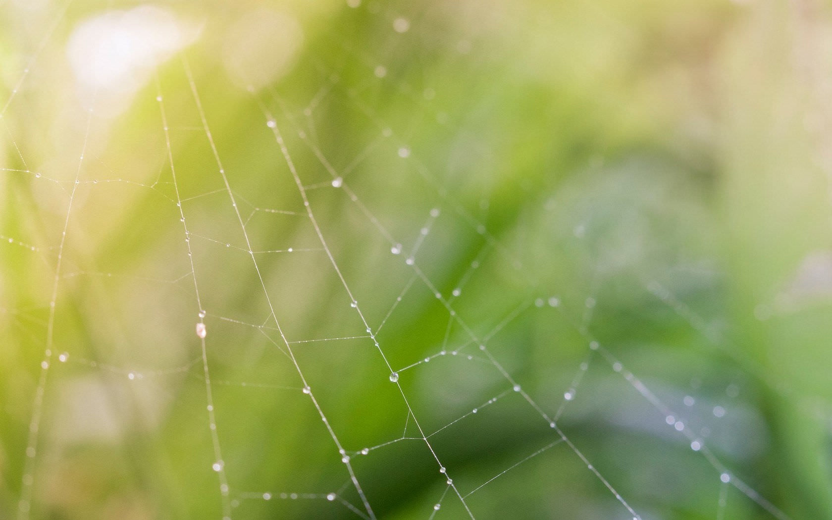 beautiful Spider Web Background