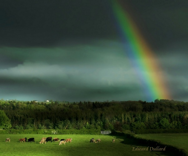 Dense forest Rainbow Photography