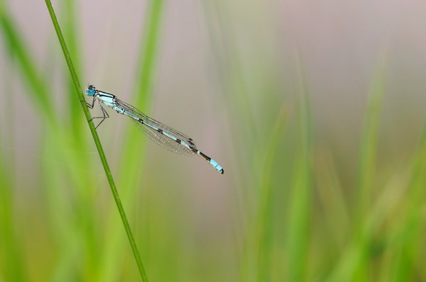Dragonfly ang Grass Photography