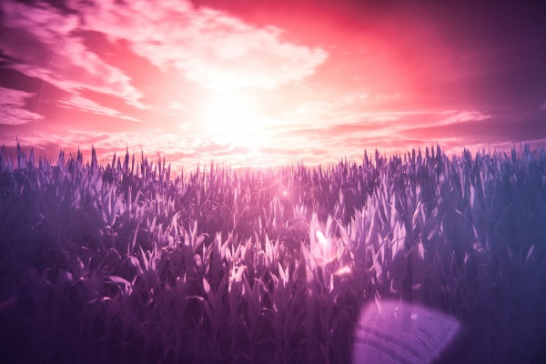 Infrared Field Photography