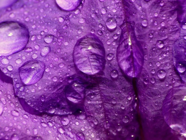 Macro Nature Purple Petals Wallpaper