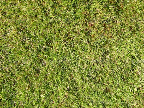 5 Grass & Lawn Textures