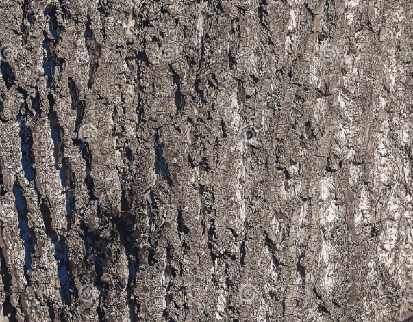 Bark Wood Pattern