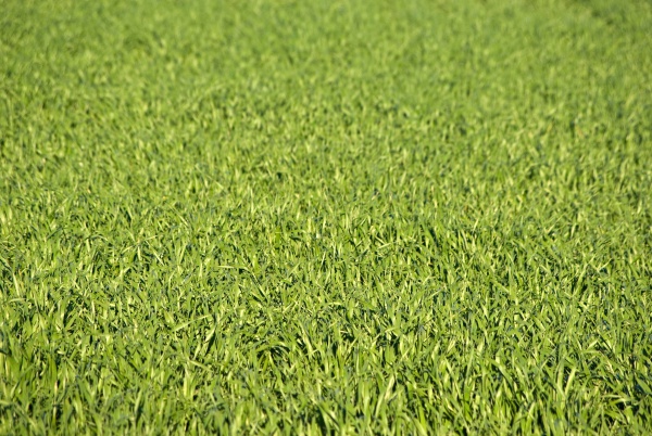 Lush Green Grass Texture