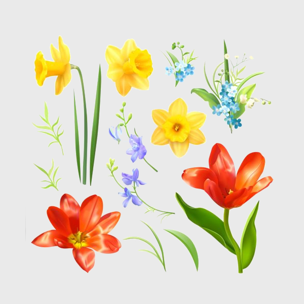 Various spring flower vector