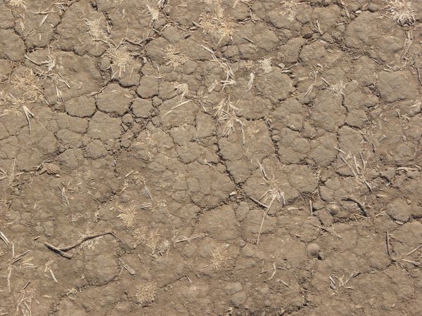 dried brown weeds Soil Texture