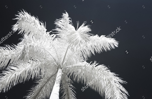 surreal coconut Tree photography