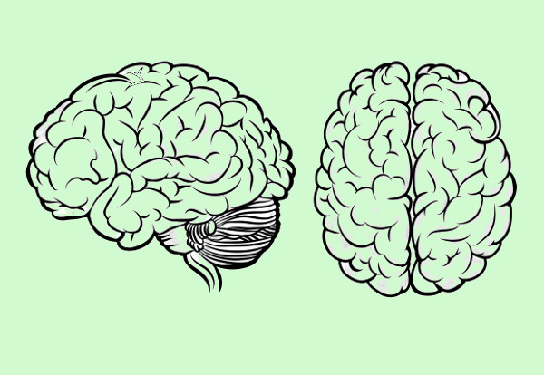 Anatomy Human Brain Vector