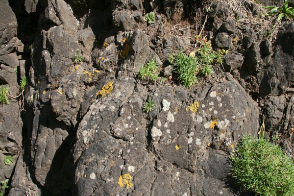 Cliff With Vegetation Textures