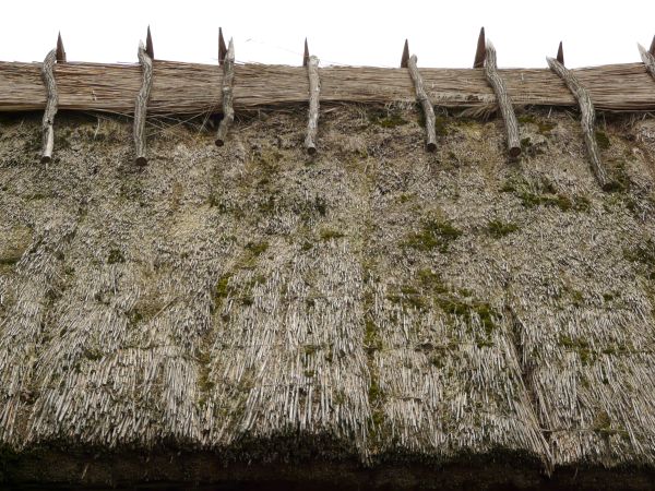 Roof of thatched, dry straw material