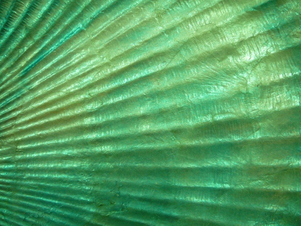 SeaShell Mermaid Texture