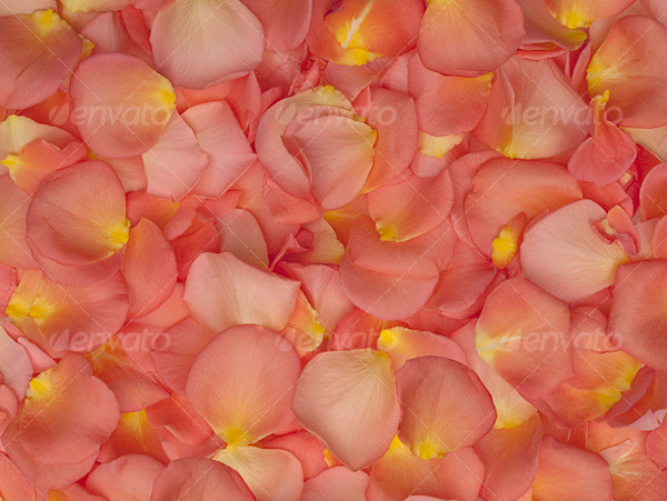 Beautiful Rose Petal Texture