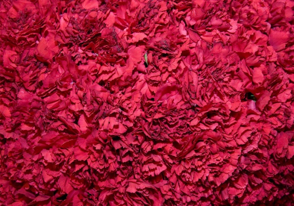 Clumpsy Red Rose Texture