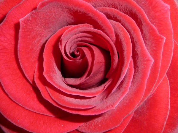 Fabulous Red Rose Texture