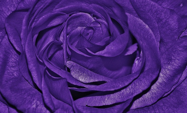 Macro Background Of Dark Purple Rose