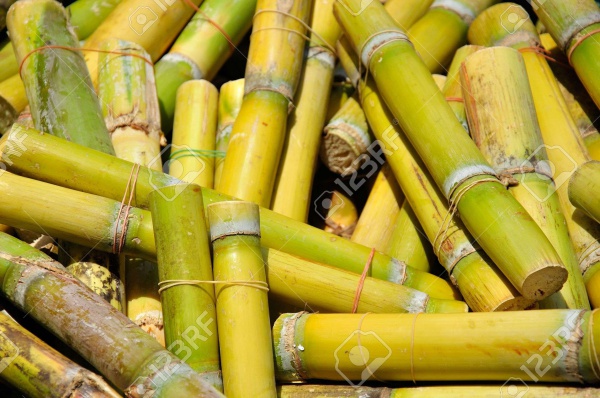 Yellow Sugar Cane Texture