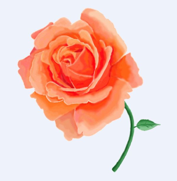 Amazing Painted rose Illustration