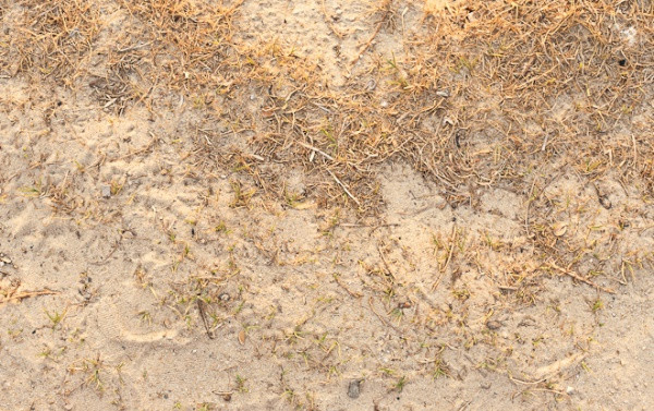 Grass On Beach Texture