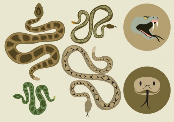 Multiple Coiled Rattlesnake Vector