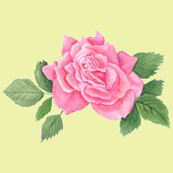 Pink Rose Botanical Illustration