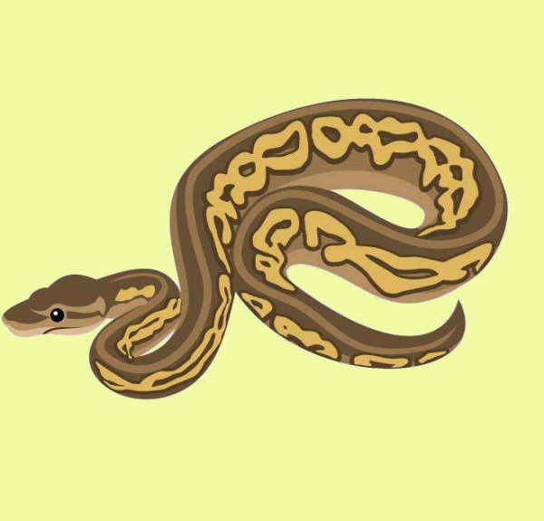 Python Snake vector Graphic