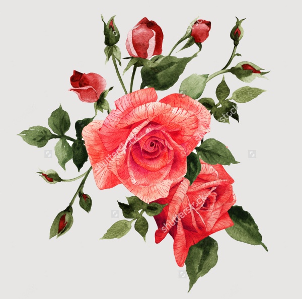 rose illustration free download