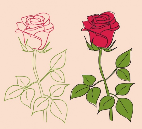 Roses Illustrations Free Vector