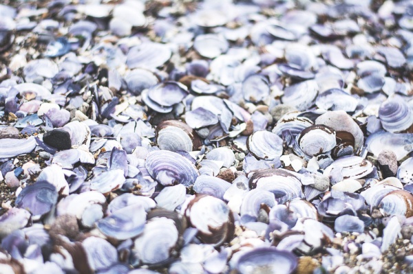 Sea Shells Nature Beach Texture