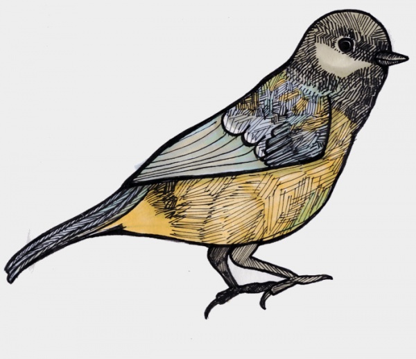 Sketchy Lined Bird Illustration