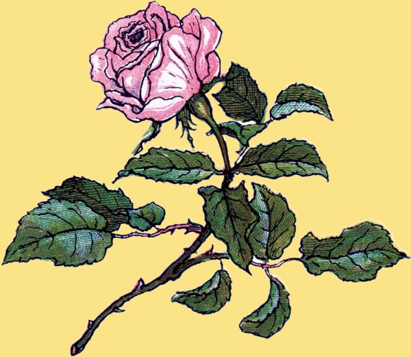 Super Pretty rose Sketchy Illustration